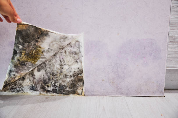 Home Mold Removal in Fowler, IN